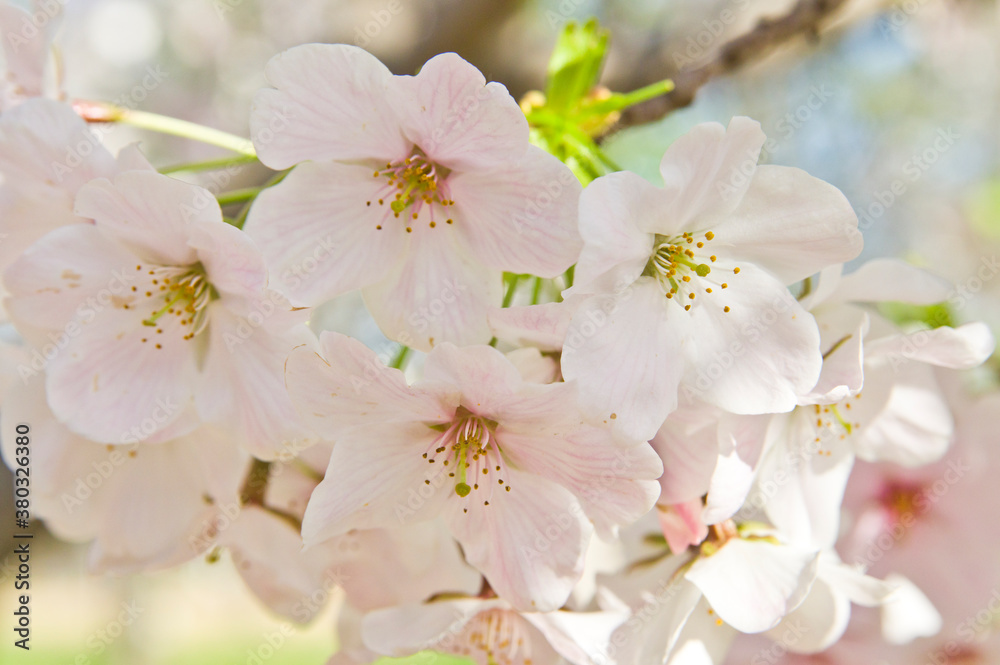 The cherry blossoms in the park are in full bloom.