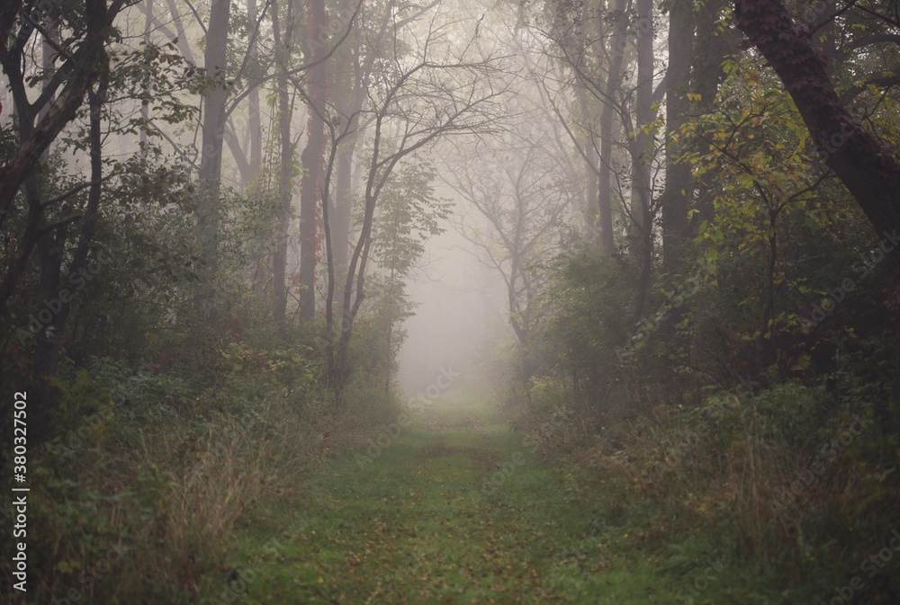 A Tree Lined Pathway Through A Foggy Forest A Tree Lined Pathway Through A Foggy Forest