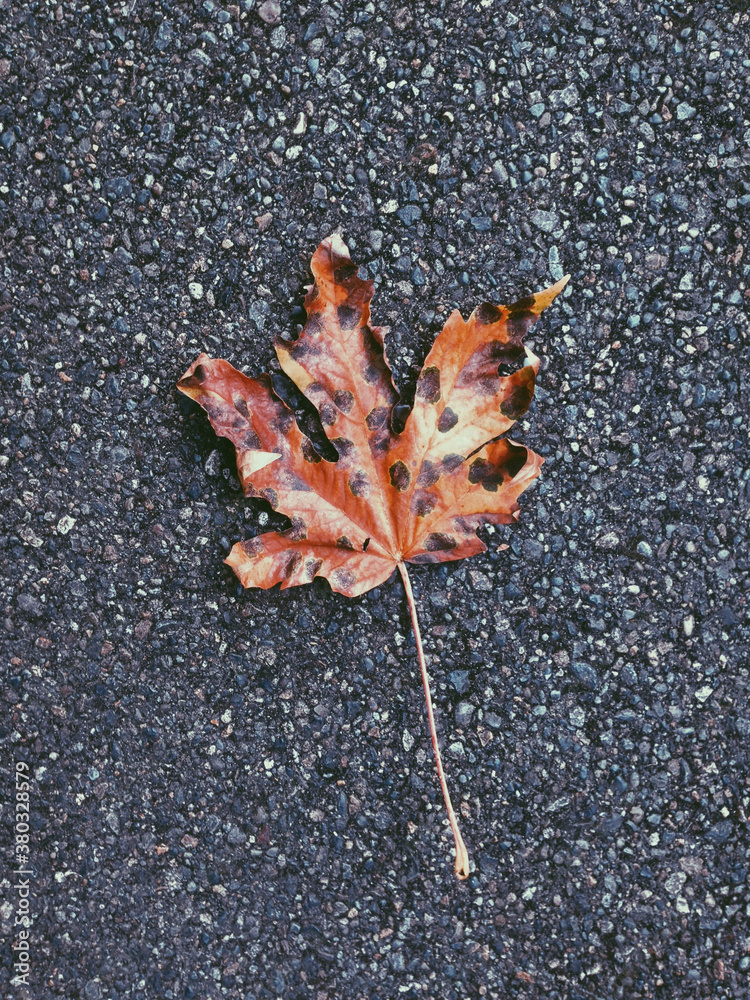 Close up of maple leaf in autumn Close up of maple leaf in autumn