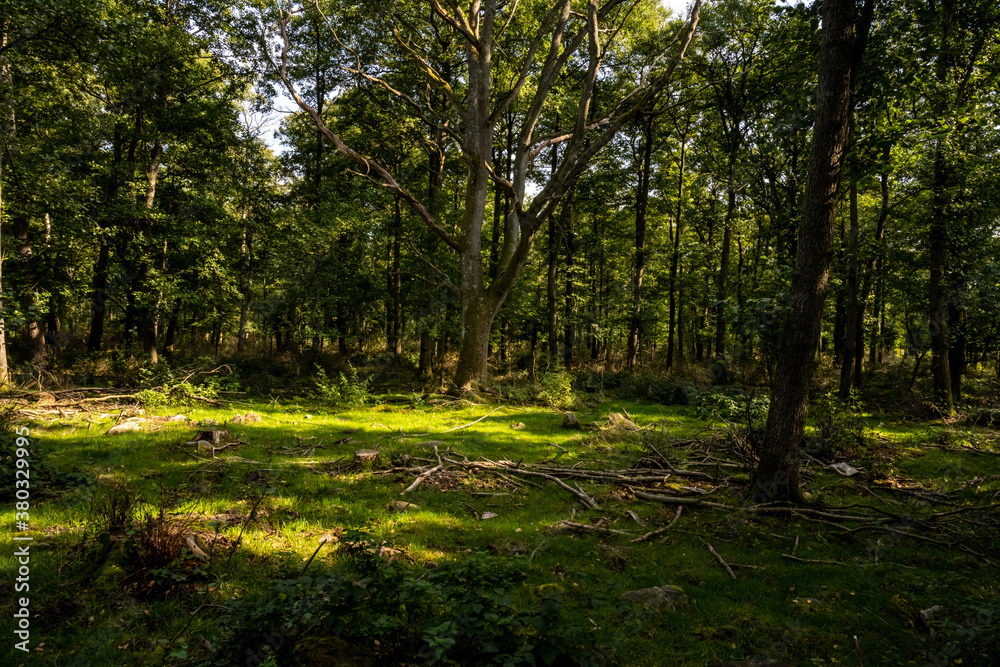A beautiful glade in the forest lit up by the sunlight. Picture from near Ringsjon, Scania county, Sweden