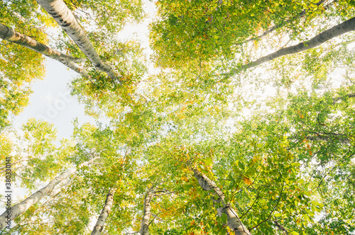Beautiful birch forest shoot from the ground to the treetop