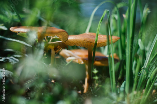 Close up shot of mushrooms in grass photo