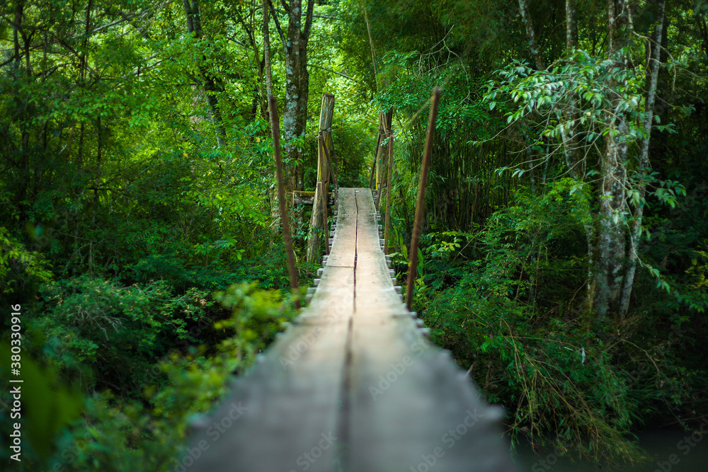 Wooden Bridge through the Forest Wooden Bridge through the Forest