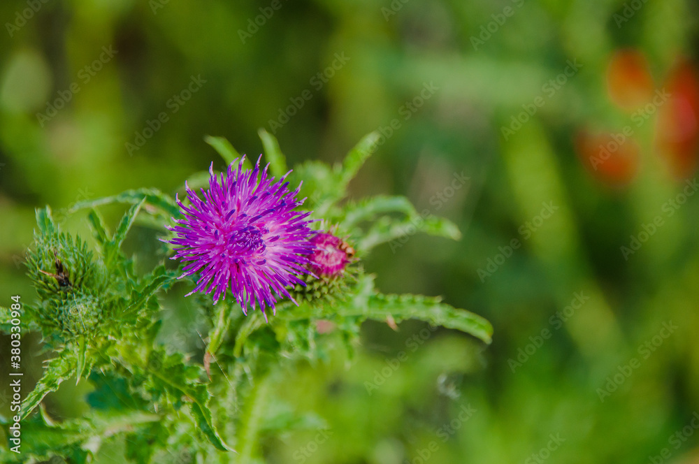 Distel im Naturschutzgebiet- Hannover Kronsberg Distel im Naturschutzgebiet- Hannover Kronsberg