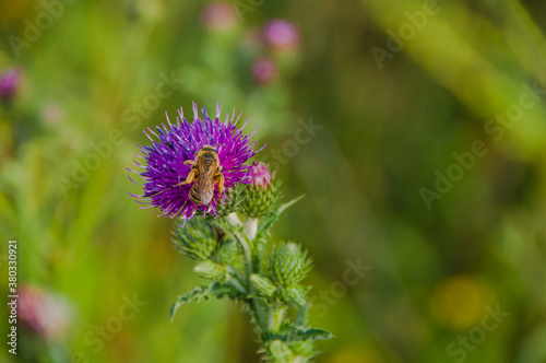  Biene am Distel - im Naturschutzgebiet- Hannover Kronsberg