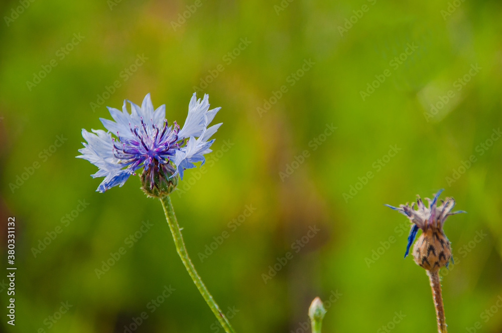 Blumenwiese im Naturschutzgebiet- Hannover Kronsberg Blumenwiese im Naturschutzgebiet- Hannover Kronsberg