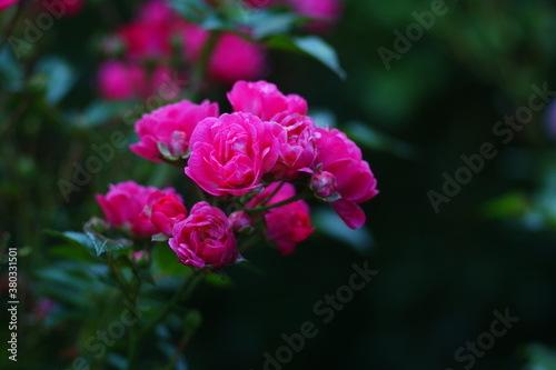 róża pęk kwiatów kwiaty rosnące w parku kwietnik klomb 