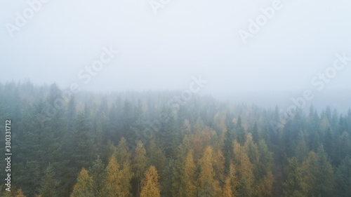 Spruce forest trees on the mountain hills. Morning fog at beautiful autumn forest.