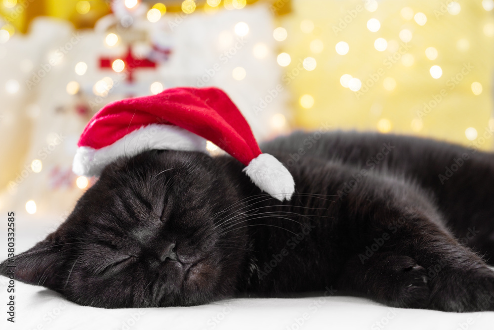 Christmas cat sleeping near the new year tree, portrait, greeting card