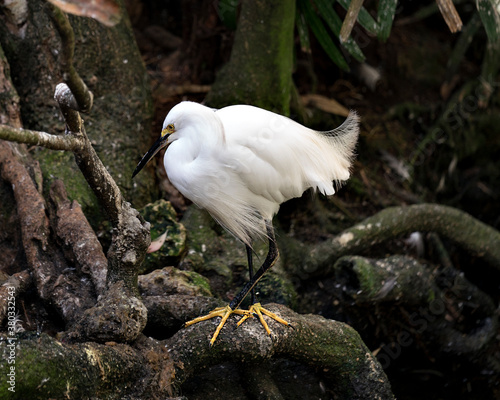 Snowy Egret Stock Photos.  Snowy Egret close up perched on branch exposing its body, head, beak, eye in its environment and habitat with a moss branches background. Image. Picture. Portrait.