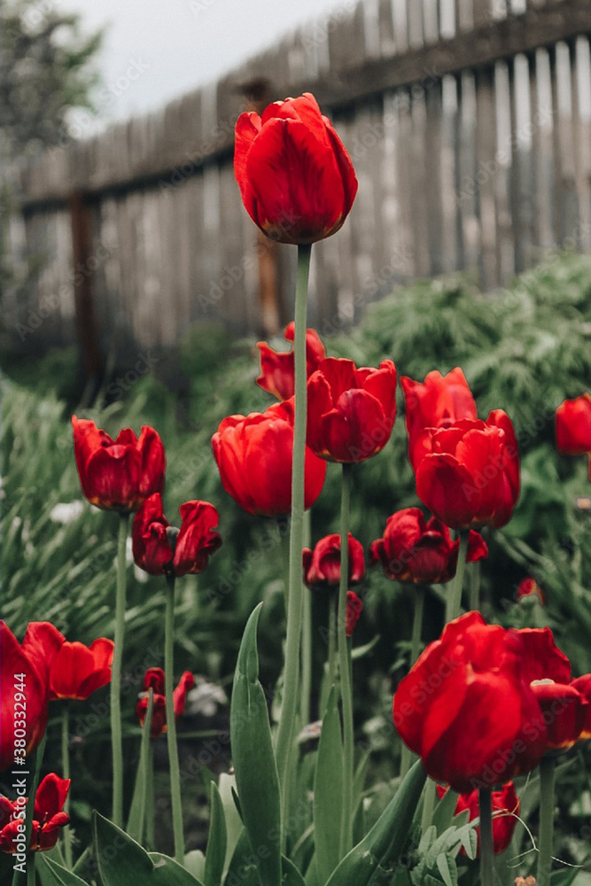 Obraz premium beautiful spring flowers