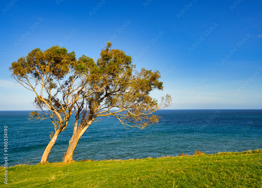 Two trees