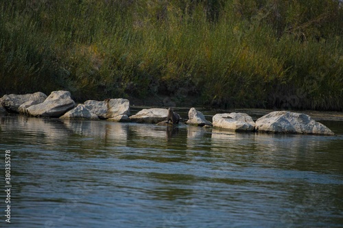 A family of otters on the bank of a wild western river.