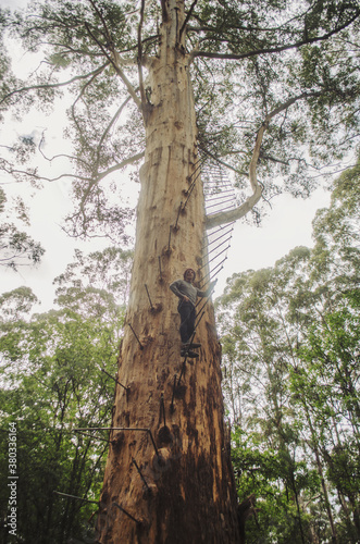 Man climbing 100 year old tree photo