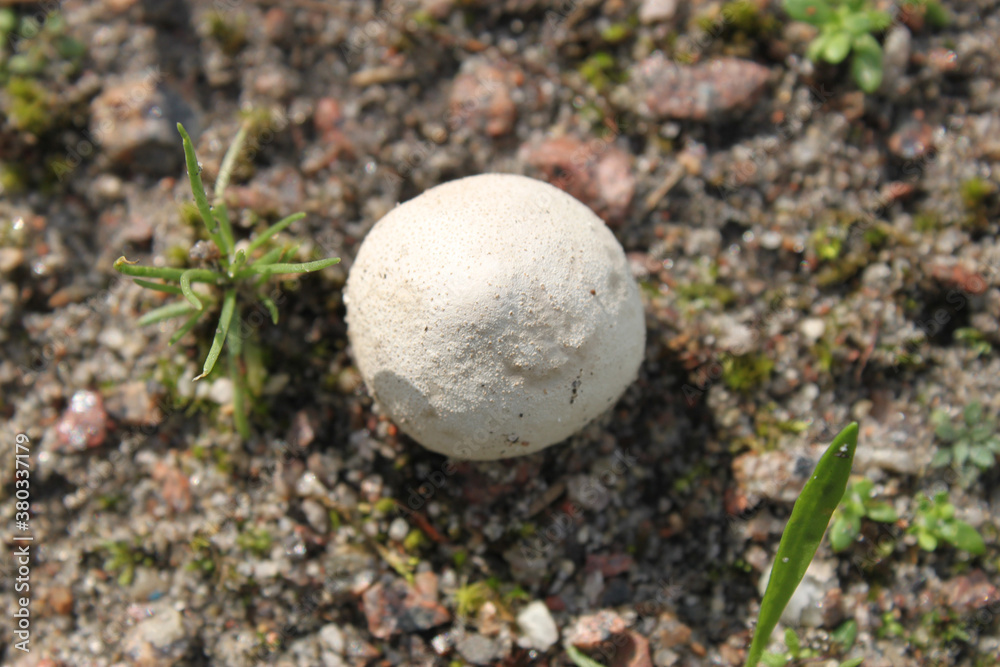 Mushroom (raincoat) grown in green grass after rain, close-up shot on a clear sunny day. Mushroom (raincoat) grown in green grass after rain, close-up shot on a clear sunny day.