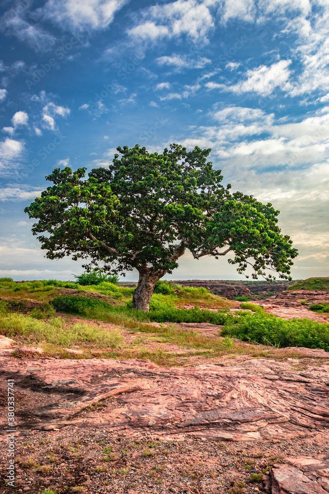 tree isolated with amazing blue sky background from different angles