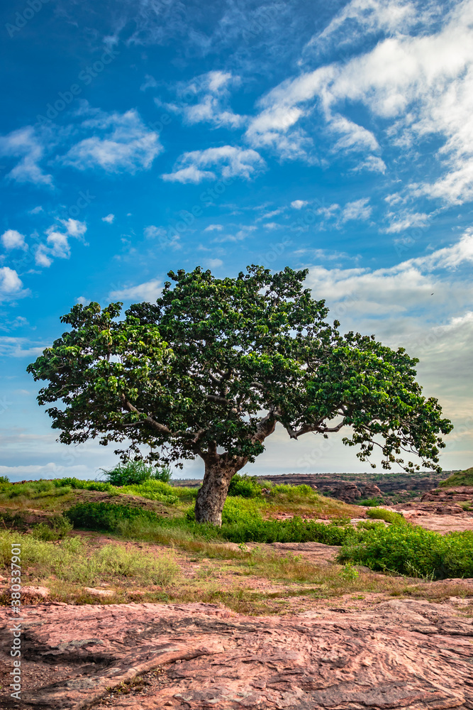 tree isolated with amazing blue sky background from different angles tree isolated with amazing blue sky background from different angles