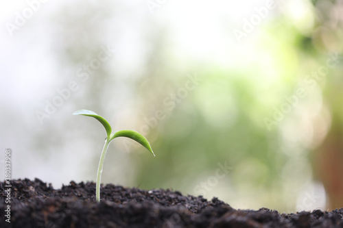 growing healthy green plant with dark brown soil 