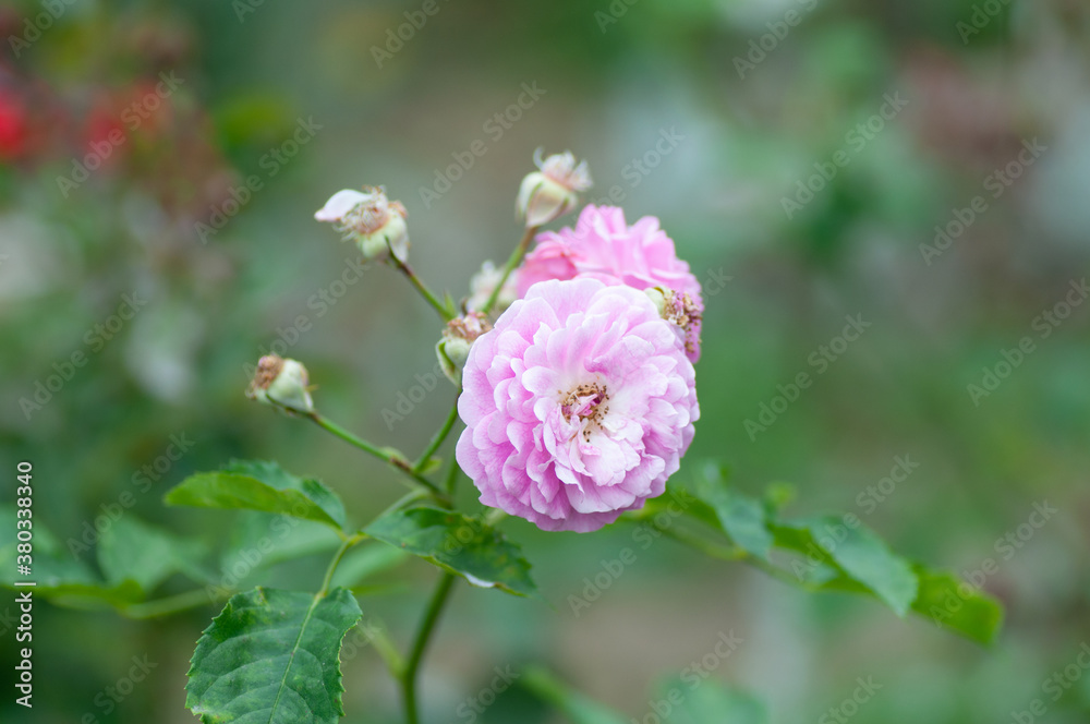 Tender Pink Rose flowers on stem on green background in the garden. Botanical photography for illustration of Rose Tender Pink Rose flowers on stem on green background in the garden. Botanical photography for illustration of Rose