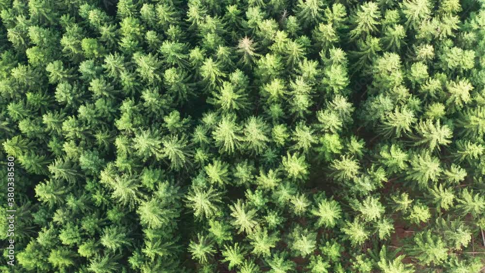 a needle forest filmed top down from above to the ground in 4k a needle forest filmed top down from above to the ground in 4k