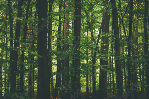 Many Tree Trunks in the Forest
