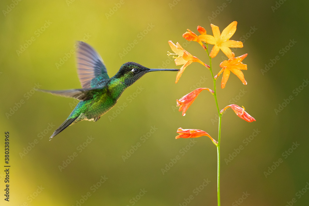 Fototapeta premium Talamanca hummingbird or admirable hummingbird (Eugenes spectabilis) is a large hummingbird.The talamanca hummingbird's range is Costa Rica to Panama