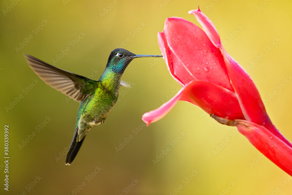 Talamanca hummingbird or admirable hummingbird (Eugenes spectabilis) is a large hummingbird.The talamanca hummingbird's range is Costa Rica to Panama Talamanca hummingbird or admirable hummingbird (Eugenes spectabilis) is a large hummingbird.The talamanca hummingbird's range is Costa Rica to Panama