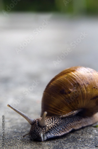 Snail photo