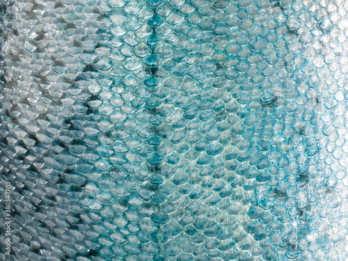 Fish scale texture close-up. Copy space.