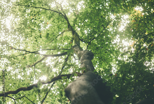 Tree From a Low Angle Veiw