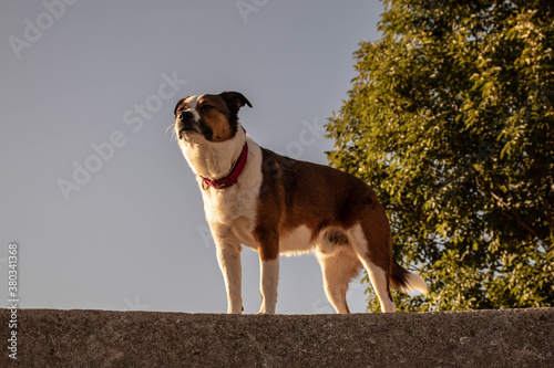 portrait of a dog