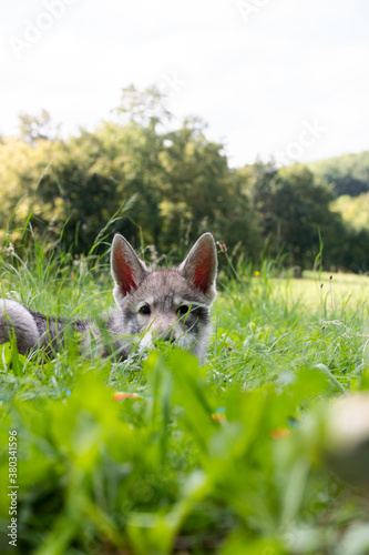 Puppy in grass © Jan