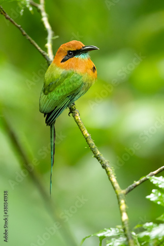 The broad-billed motmot (Electron platyrhynchum) is a species of bird in the family Momotidae. It is found throughout Central America © Milan