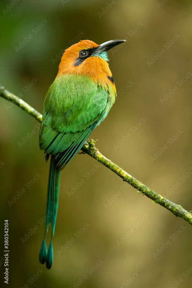 The broad-billed motmot (Electron platyrhynchum) is a species of bird in the family Momotidae. It is found throughout Central America The broad-billed motmot (Electron platyrhynchum) is a species of bird in the family Momotidae. It is found throughout Central America