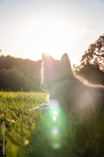 Wolf puppy in sunset