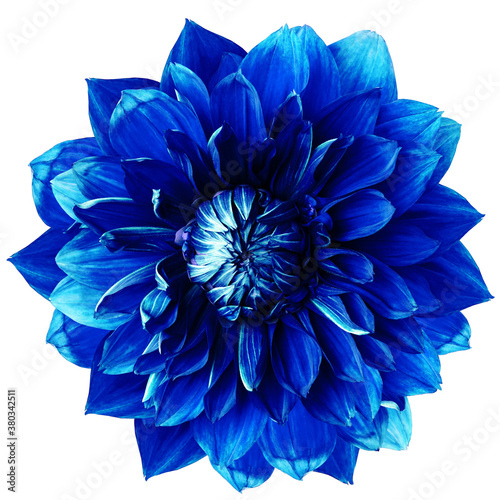 blue dahlia. Flower on a white isolated background with clipping path.  For design.  Closeup.  Nature.