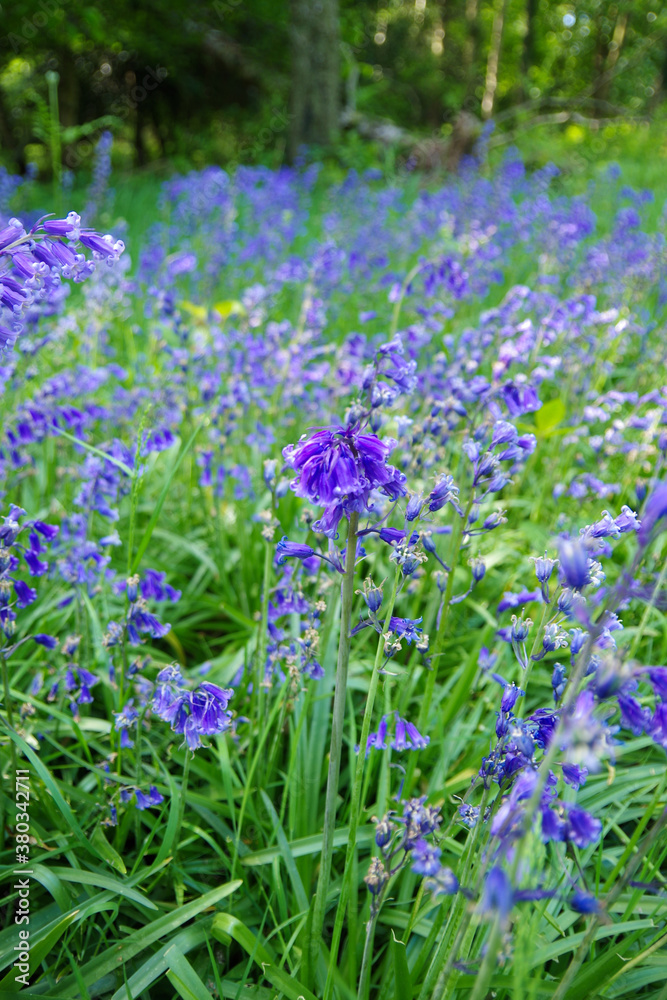 ブルーベルズ　英国　紫の花　bluebells