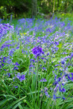 ブルーベルズ　英国　紫の花　bluebells