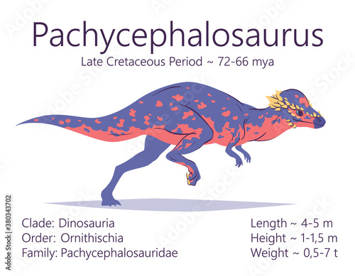 Pachycephalosaurus. Ornithischian dinosaur. Colorful vector illustration of prehistoric creature pachycephalosaurus and description of characteristics and period of life isolated on white background. photo