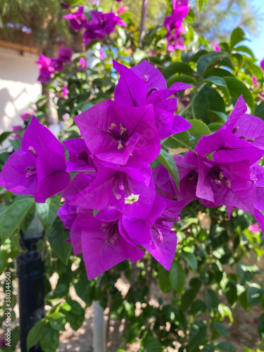 Beautiful Plant Background for your designs