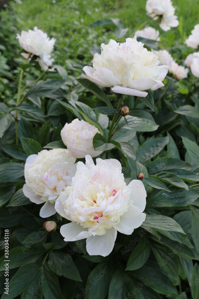 Water drops remained on white peonies after a summer rain
Water drops remained on white peonies after a summer rain
