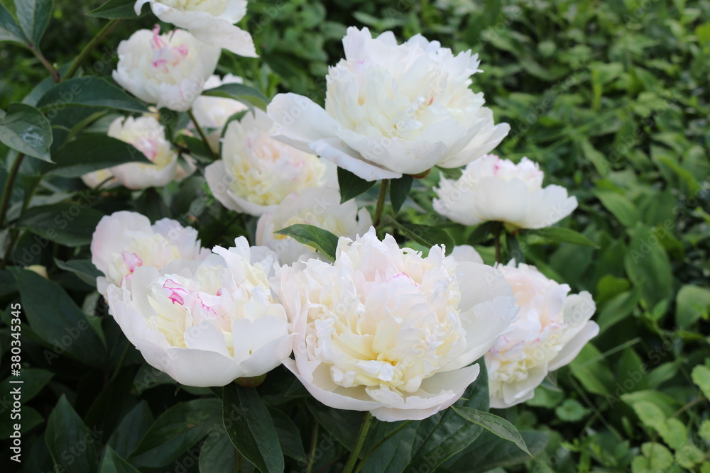 Water drops remained on white peonies after a summer rain
Water drops remained on white peonies after a summer rain