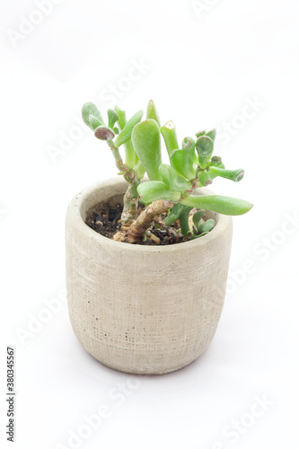succulant plant in a pot photo