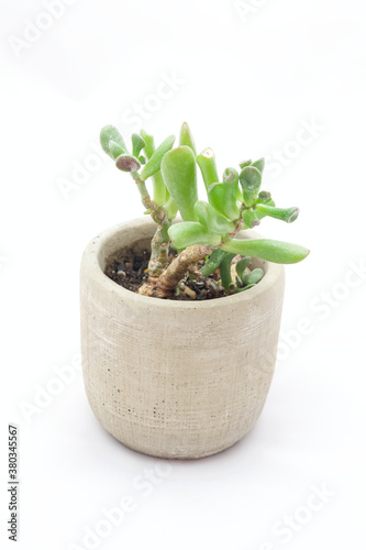 succulant plant in a pot