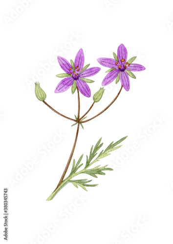 Watercolor hand drawn herbage. Can be used as print, postcard, invitation, greeting card, textile, element design, stickers, tattoo.