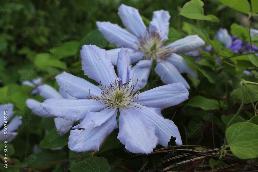 
Water droplets remain on the clematis petal after a summer rain - obrazy, fototapety, plakaty 