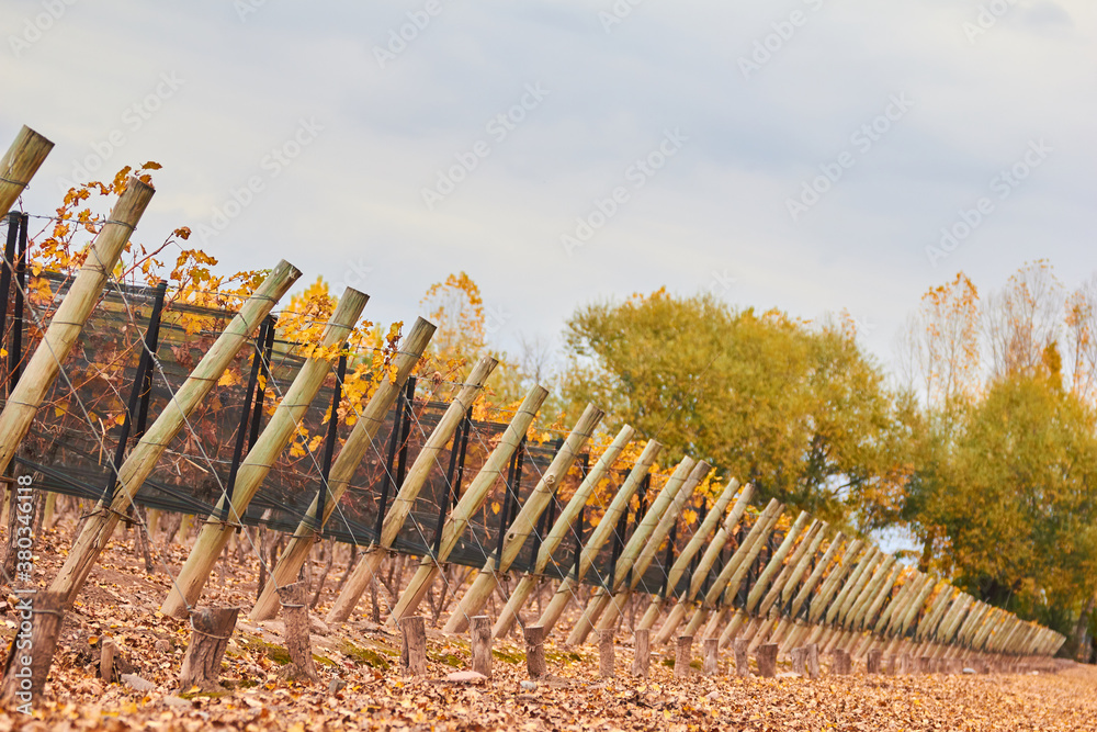 Fototapeta premium Vid, viñedo