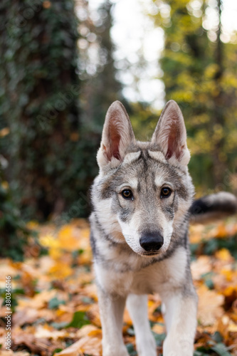 Wolf puppy in autumn leafs