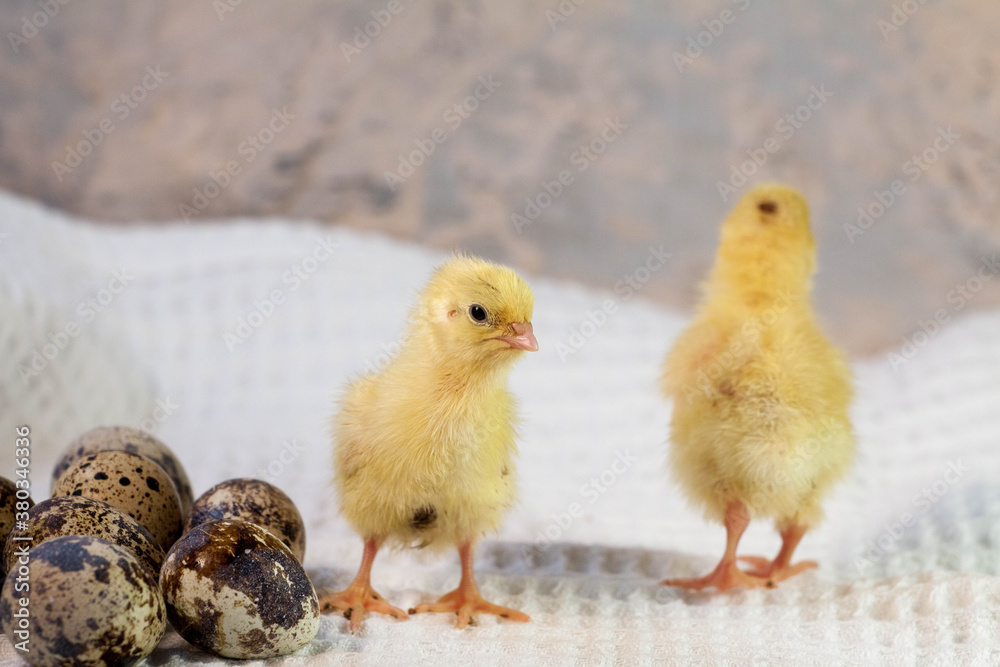 Naklejka premium tiny quail chicks that just hatched from an egg