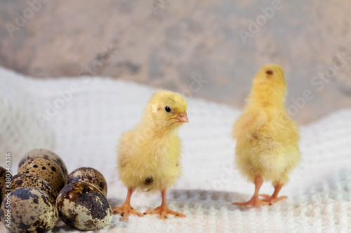 tiny quail chicks that just hatched from an egg © mironovm